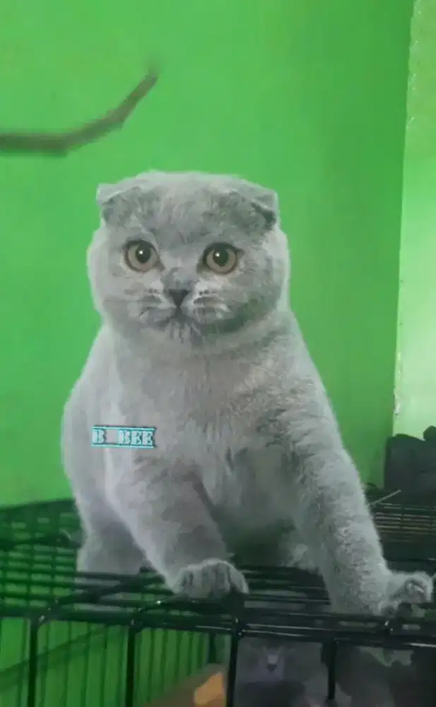 KUCING BSH BRITISH SHORTHAIR SF SCOTTISH FOLD