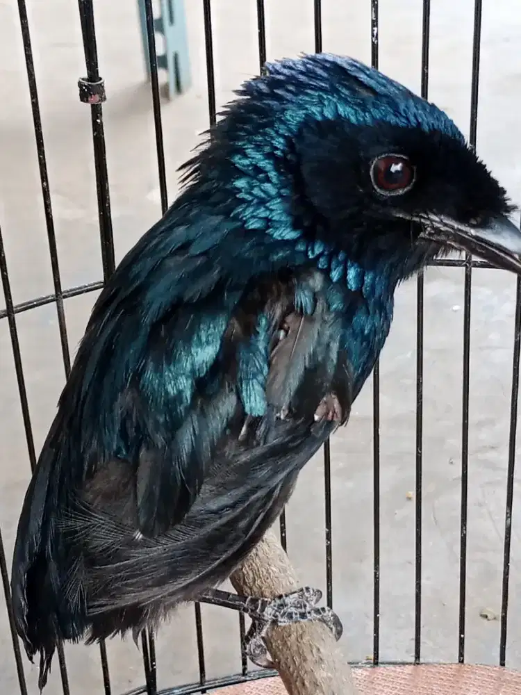 Burung srigunting hitam burja