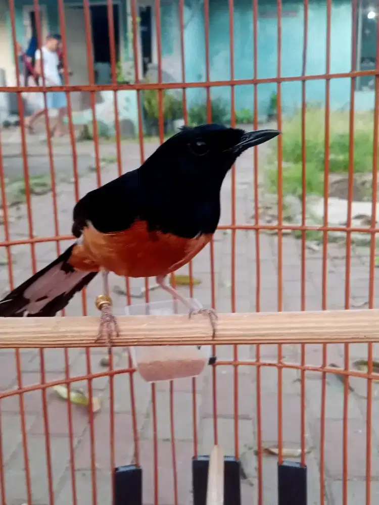 Burung murai batu dan kandang y