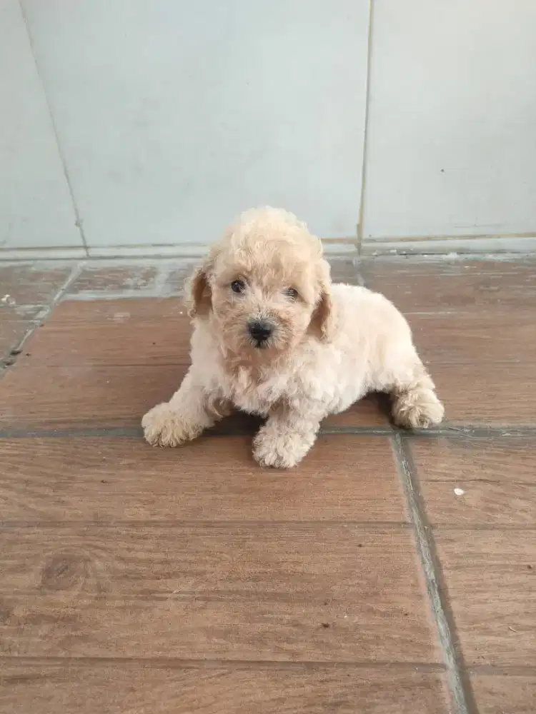 Poodle puppy betina
