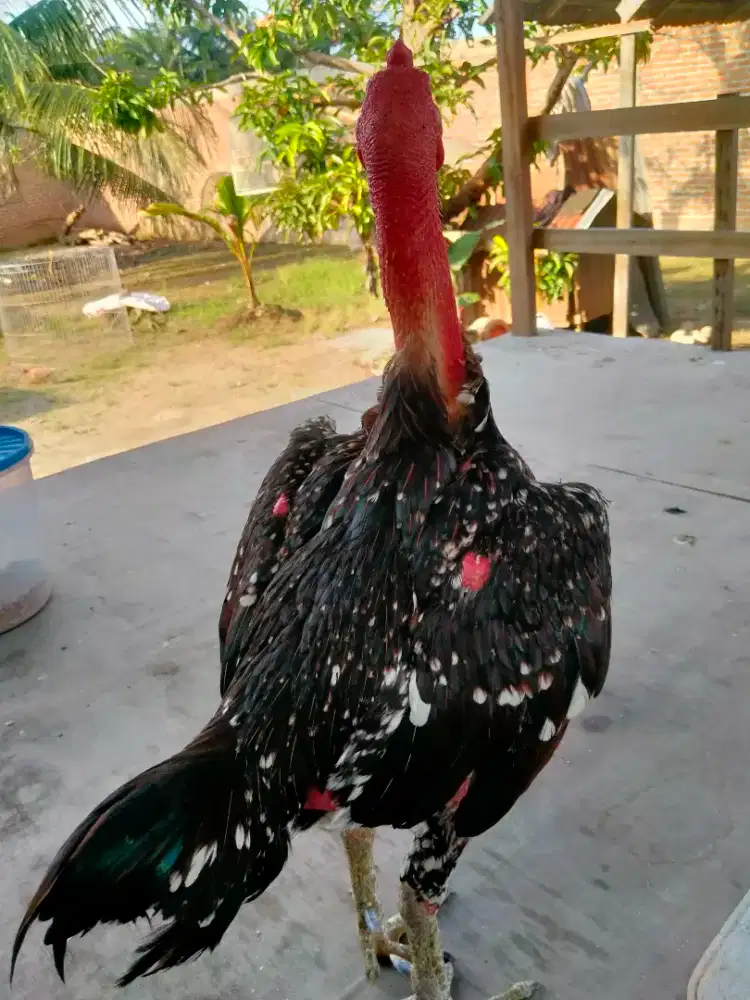 Bapakan Ayam Siam Bulbi