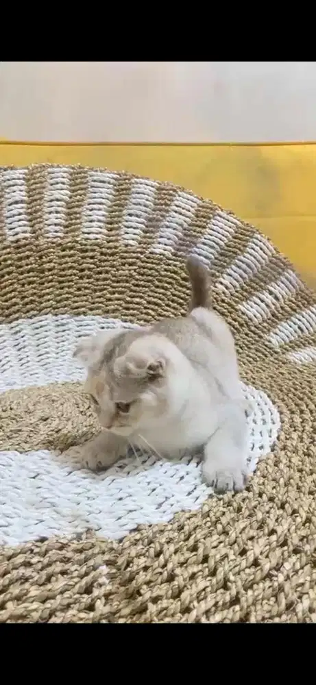 Kitten Scottish fold / Sf Betina