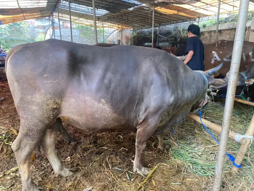 Sapi bali, free ongkir jabodetabek