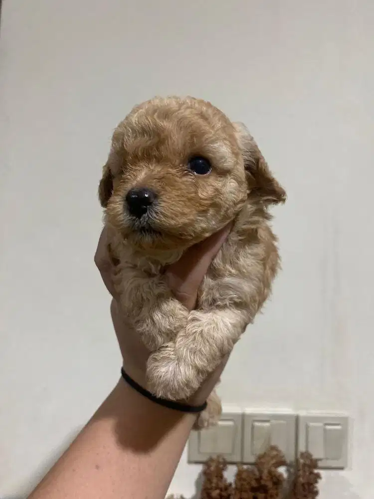 Toy poodle fawn