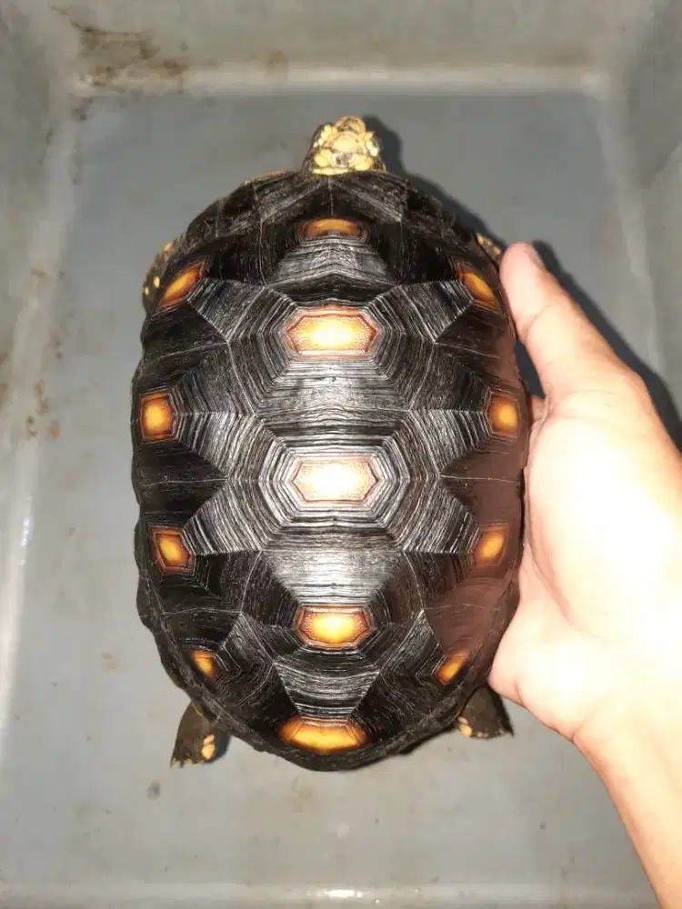 Kura Redfoot betina