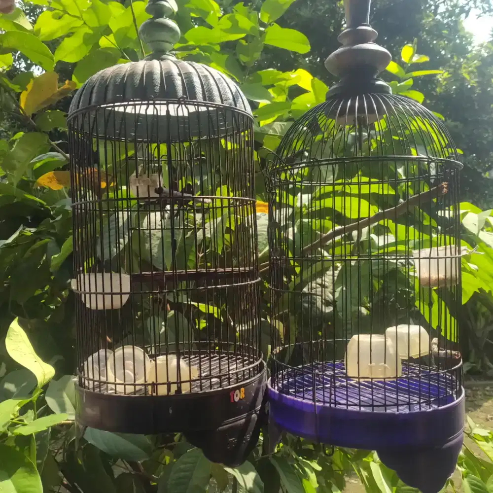 Kandang Placi Dan Love bird, dll