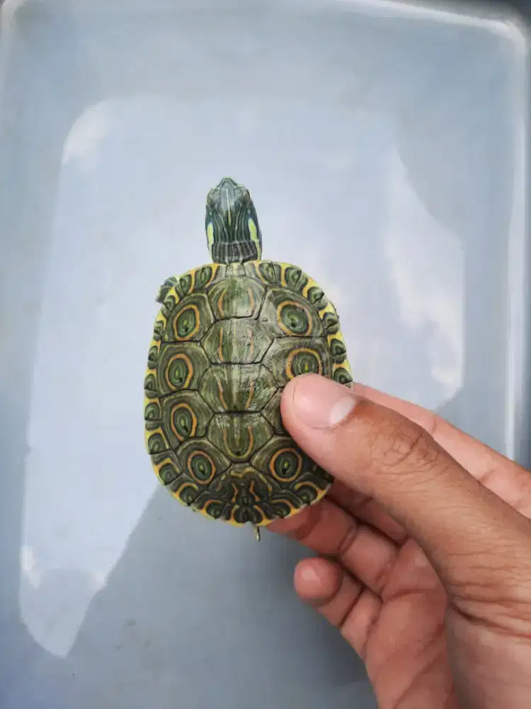 Kura venusta (bukan kura res brazil)