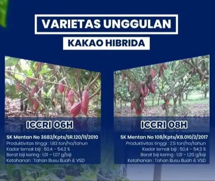 Bibit Kakao Cokelat dari Benih Unggul Bersertifikat varietas ICCRI 08H