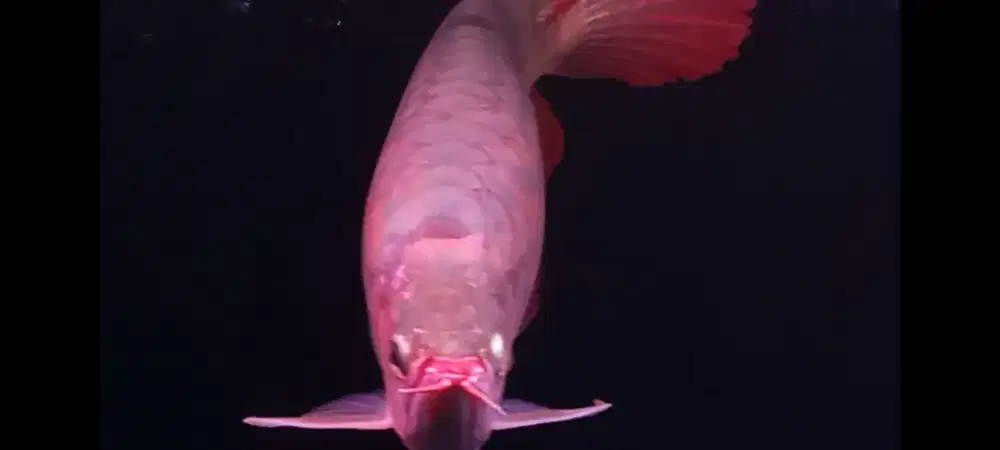Arowana Super Red Sumo