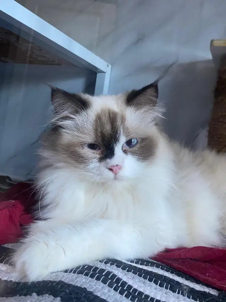 Kucing Ragdoll Betina