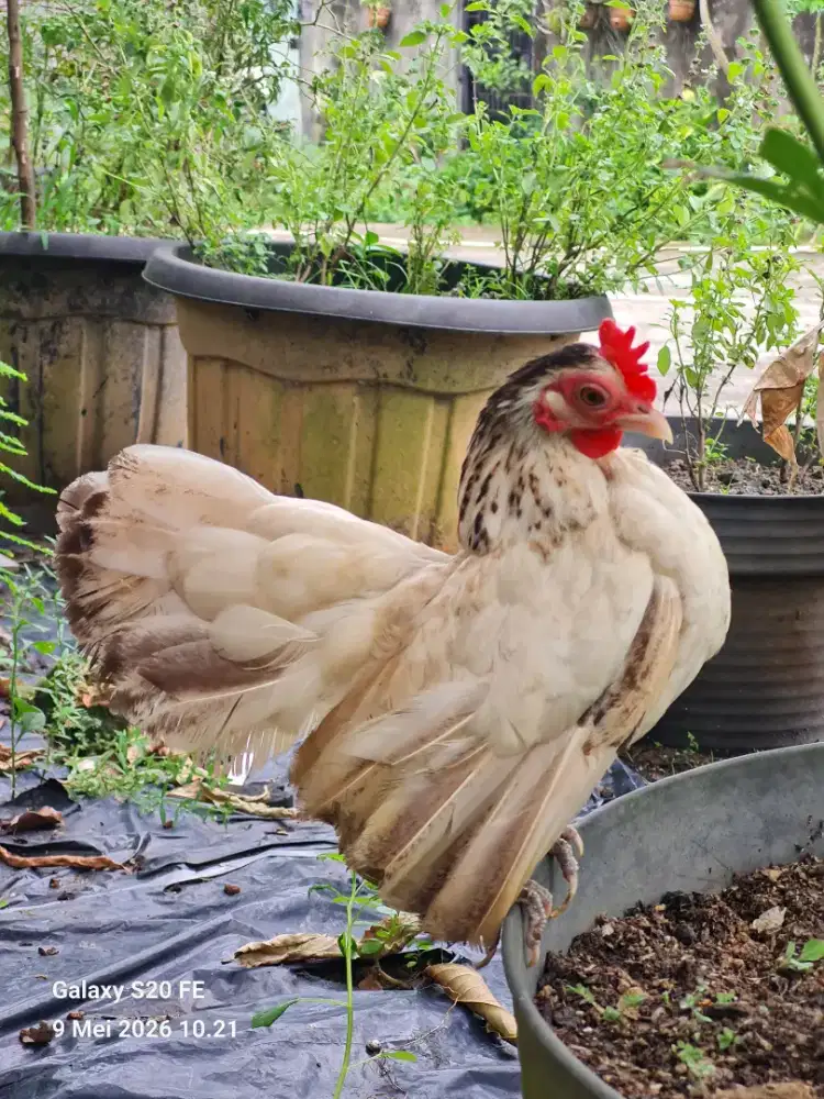 Ayam Serama Berkualitas – Sehat, Aktif & Terawat