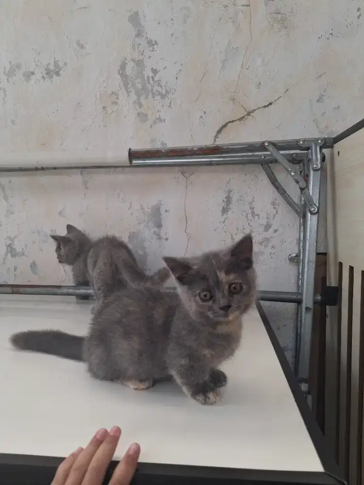 Munchkin BSH kitten
