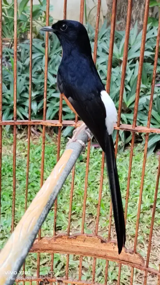 Murai batu dewasa