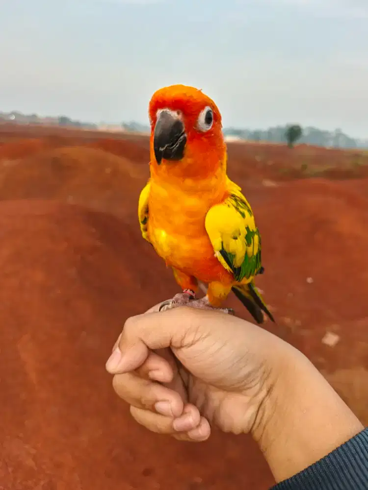 BURUNG SUN CONURE HIGH YELLOW JINAK SKILL