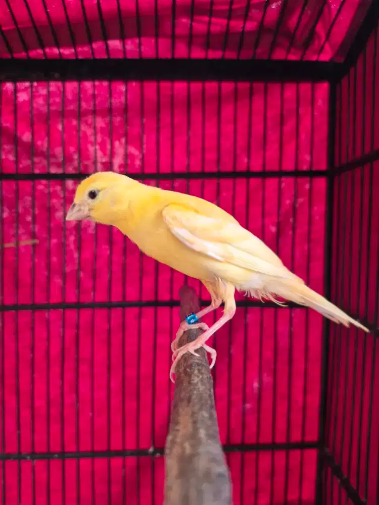 Kenari Silangan ( Giboso x F1sf ) x Merlok