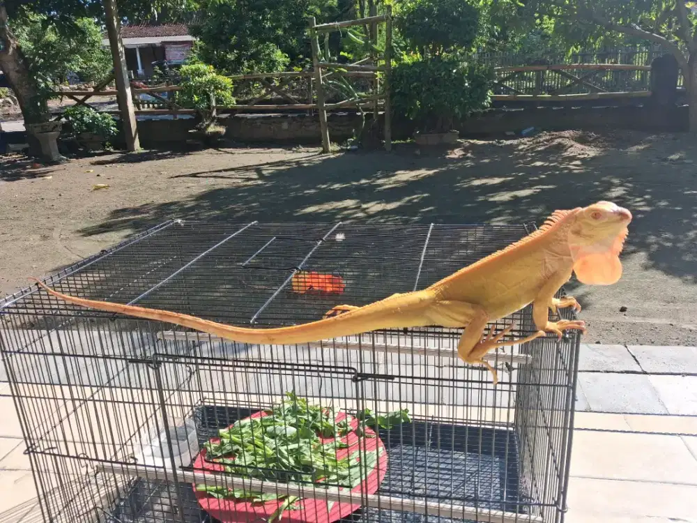 Albino Iguana Jantan