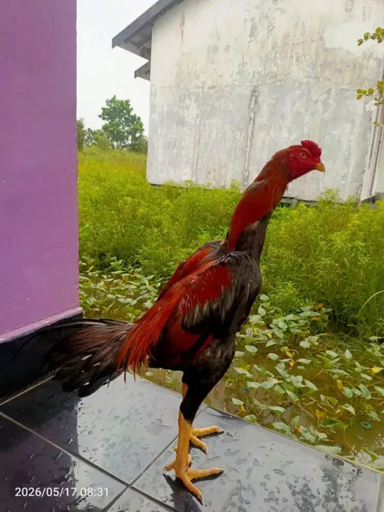 BK Klasik pukul keras
