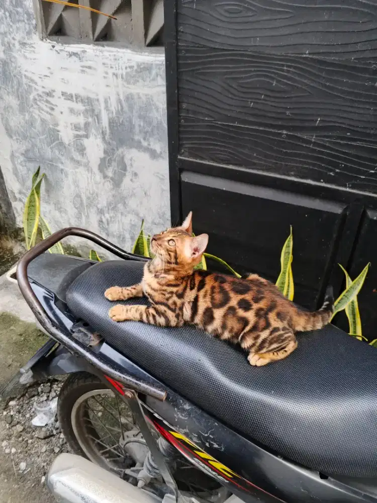 Kitten betina beng4l