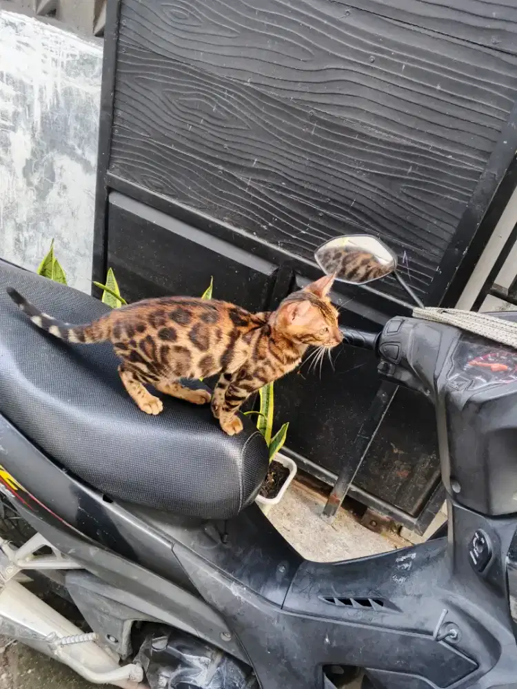 Kitten jantan beng4l