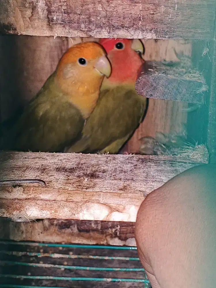 Lovebird nonklep sepasang