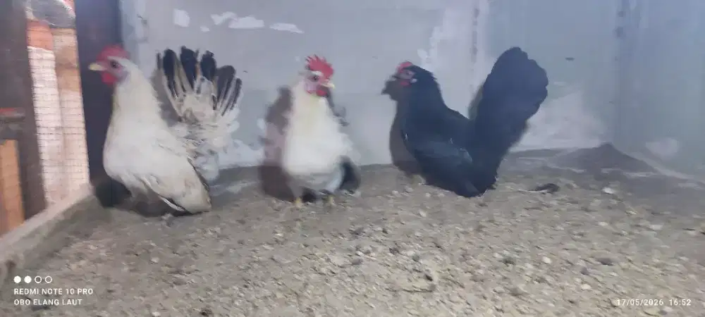 3 ekor betina chabo Kate kaki ceper dan anakan