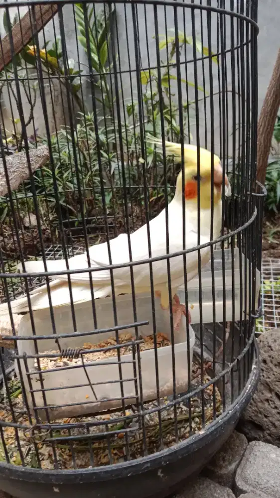 Jual burung falk jantan