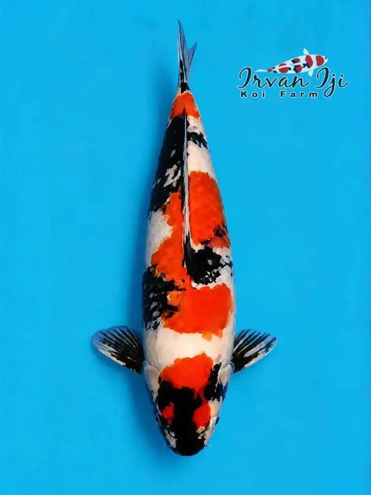 Koi Showa F1 M56cm Jantan Body Tebal Good Patern breed Irvan iji HQ