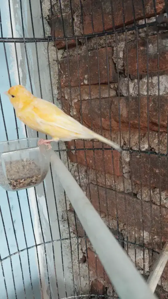 Burung Kenari Loper Gacor