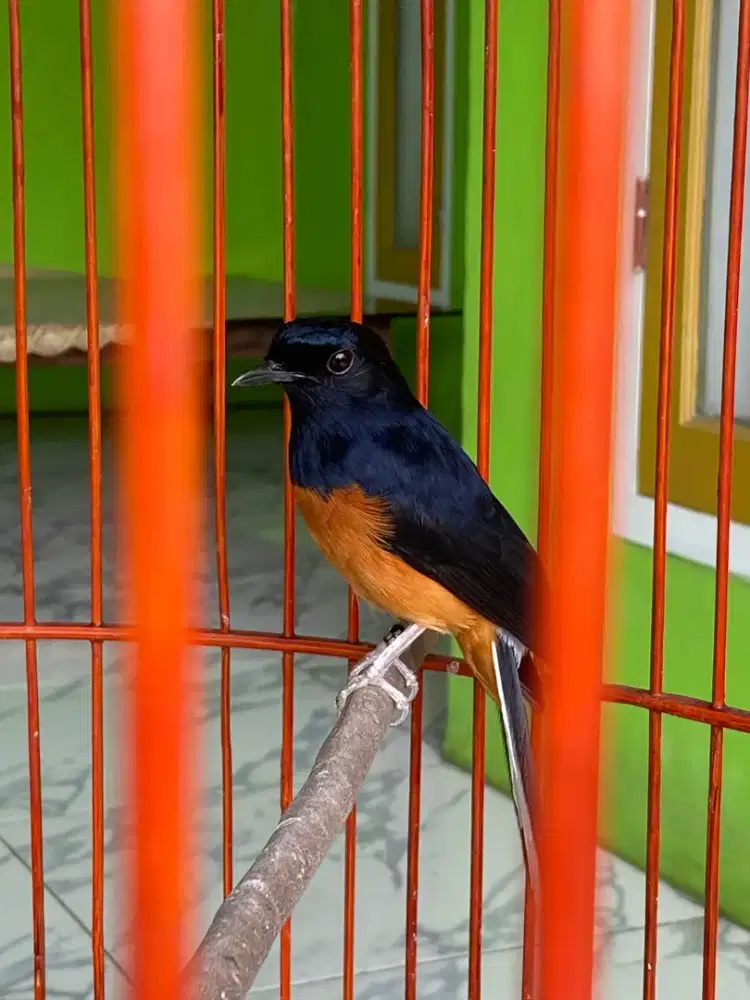 Murai batu gacor