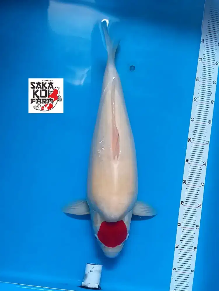 Koi Tancho Kohaku M50cm Jantan body badak breed SAKA KOi High Quality
