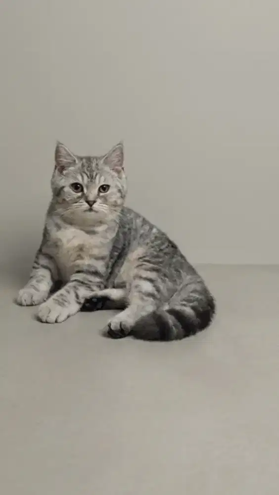 BSH Silver Mujaer Jantan