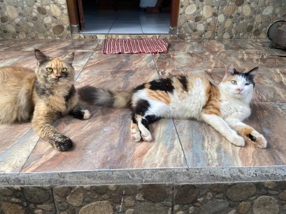 Kucing Persia betina indukan+Anak