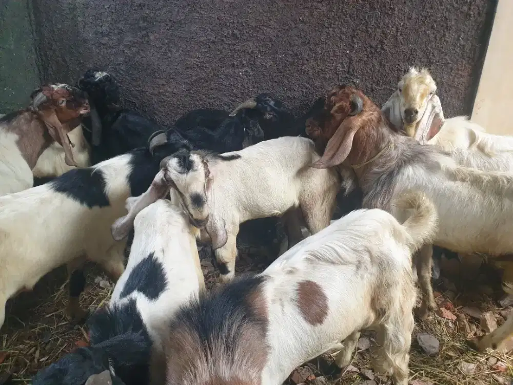 Jual Hewan Qurban 2026 kambing dan domba