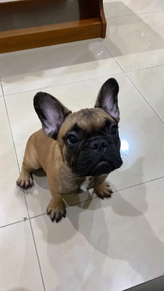 French Bulldog Frenchie Betina