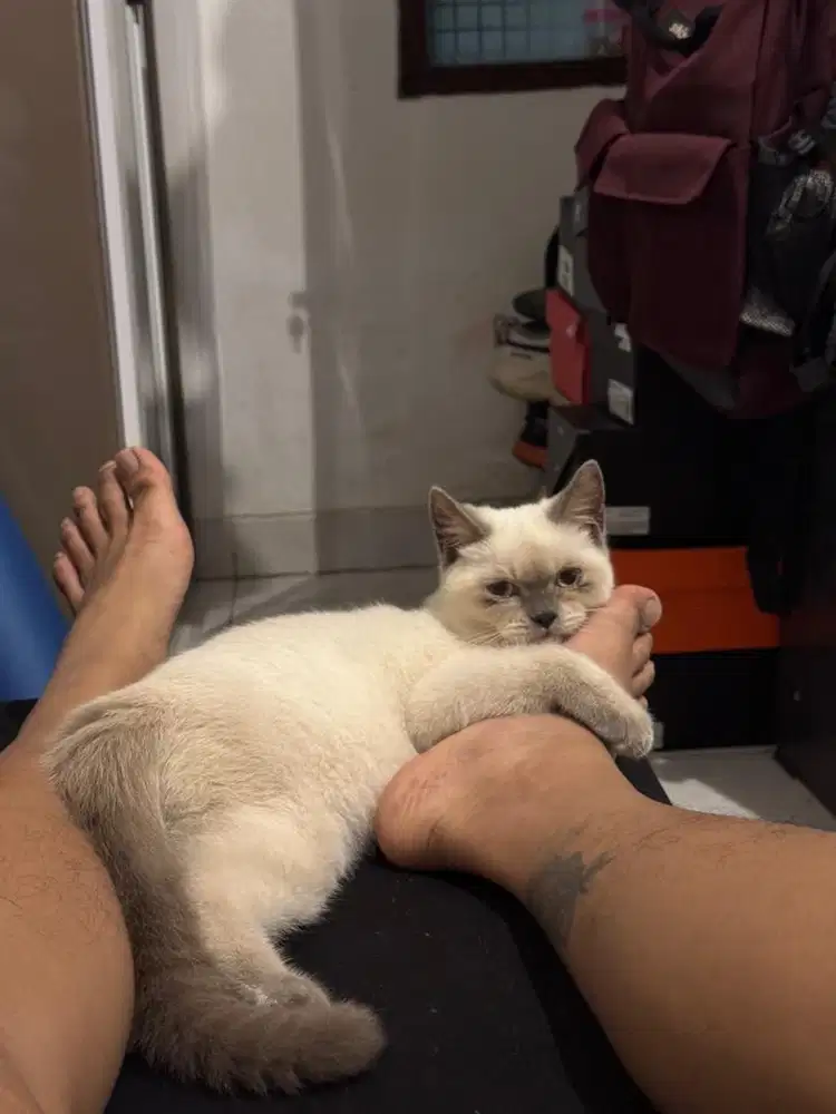 Kucing SF 6bulan Jantan