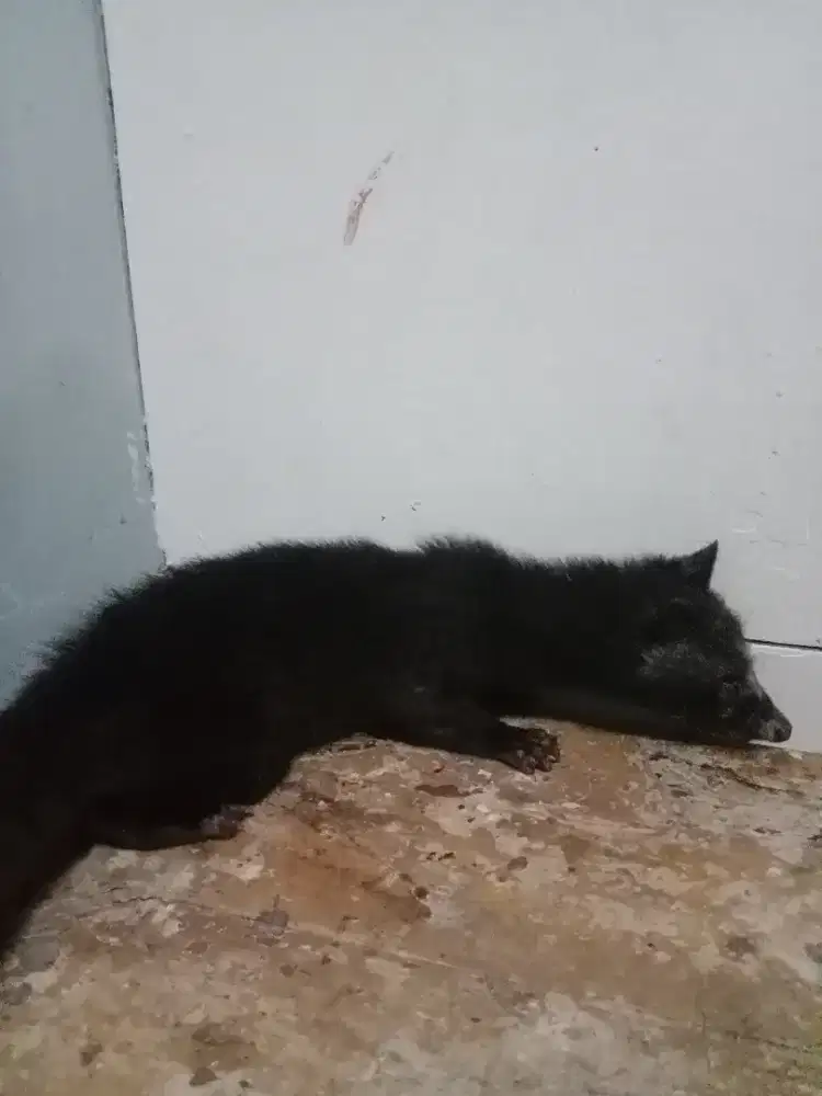 Musang Hitam Betina