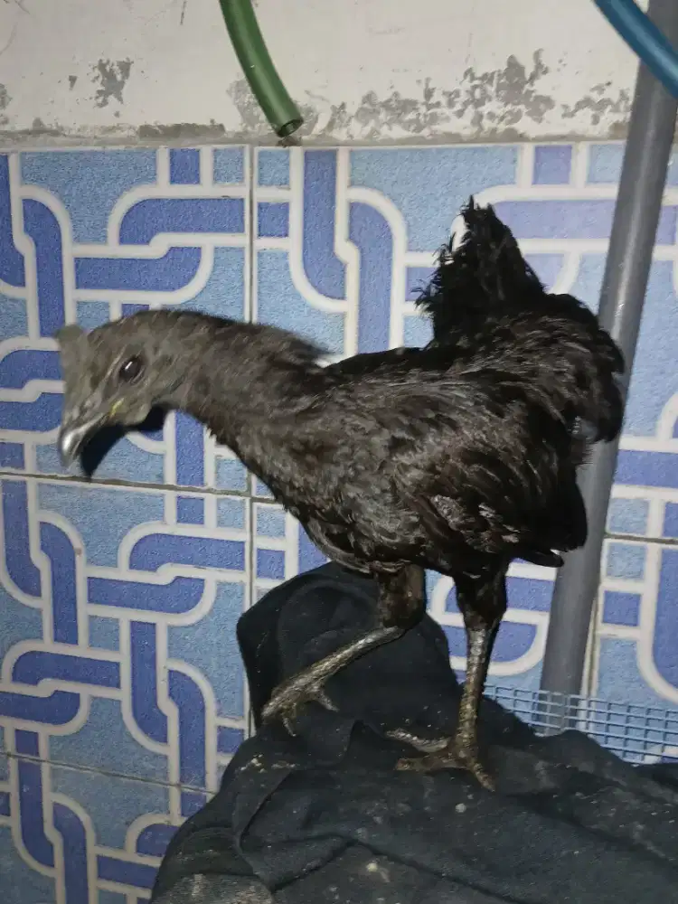 AYAM CIMANI LIDAH HITAM