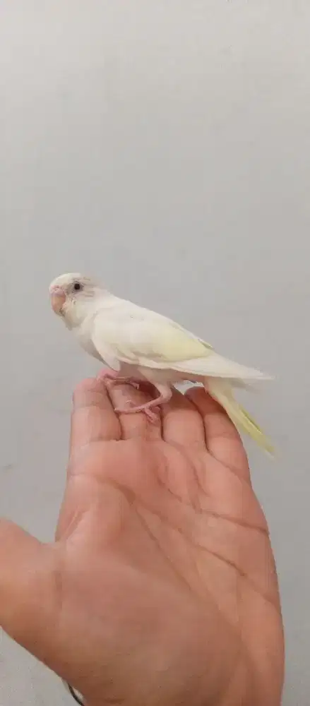 Burung Parkit Jinak