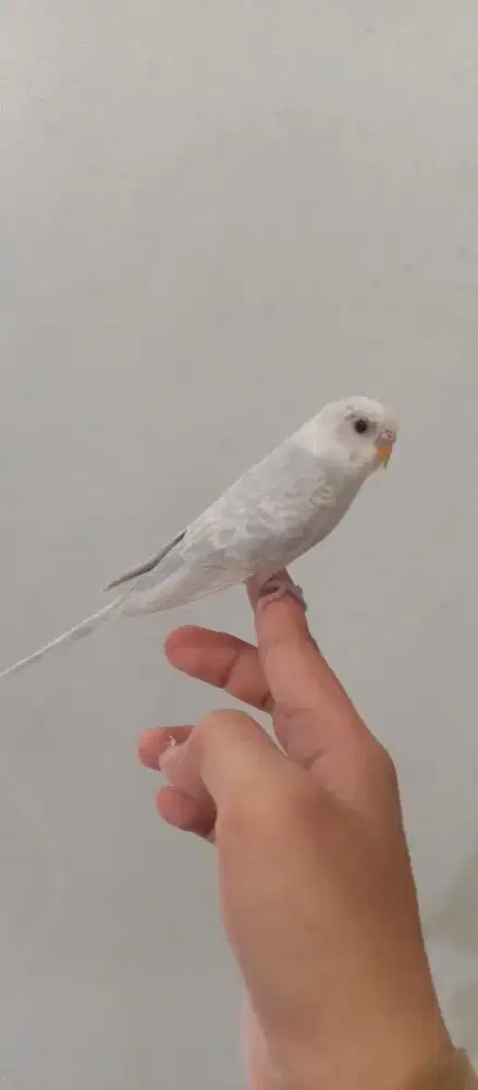 Burung Parkit Jinak