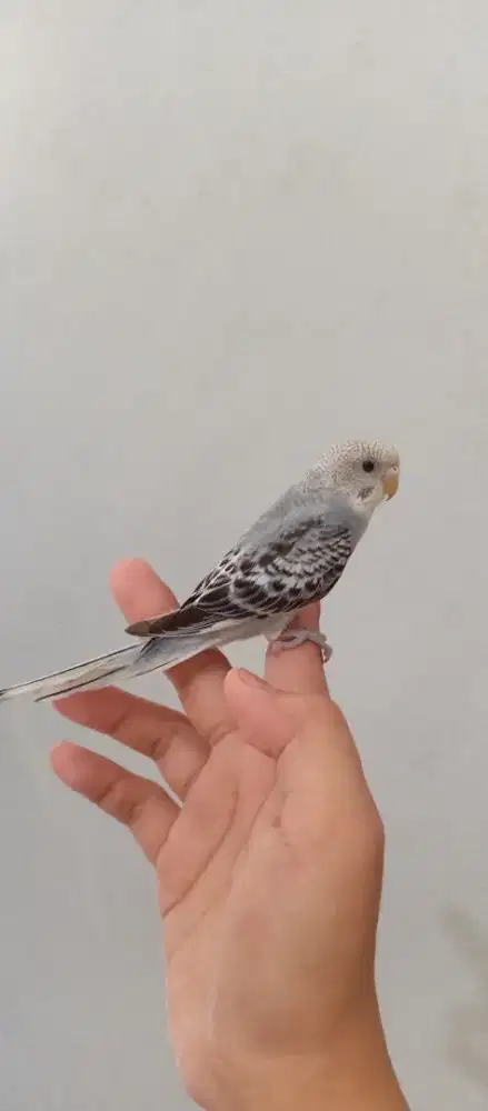 Burung Parkit Jinak