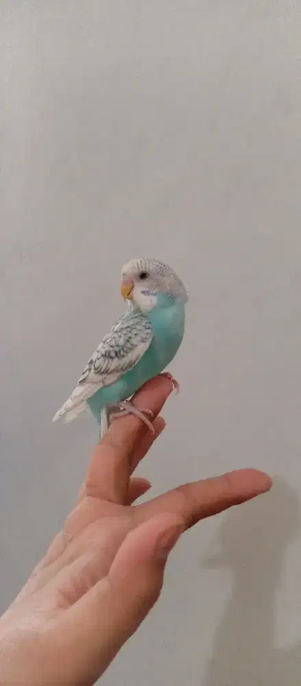 Burung Parkit Jinak