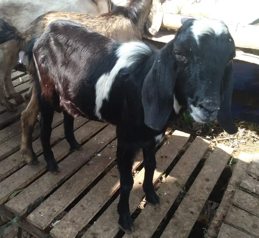 Kambing kelas ekonomis