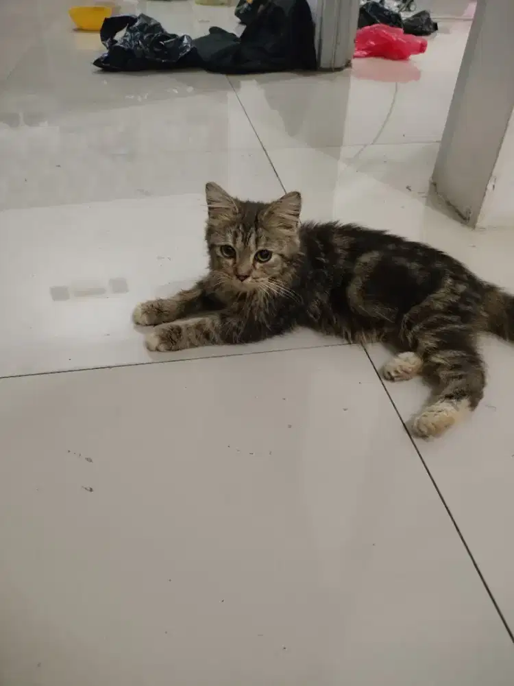 Kucing Persia mujair betina 6 bulan nurut dan manja