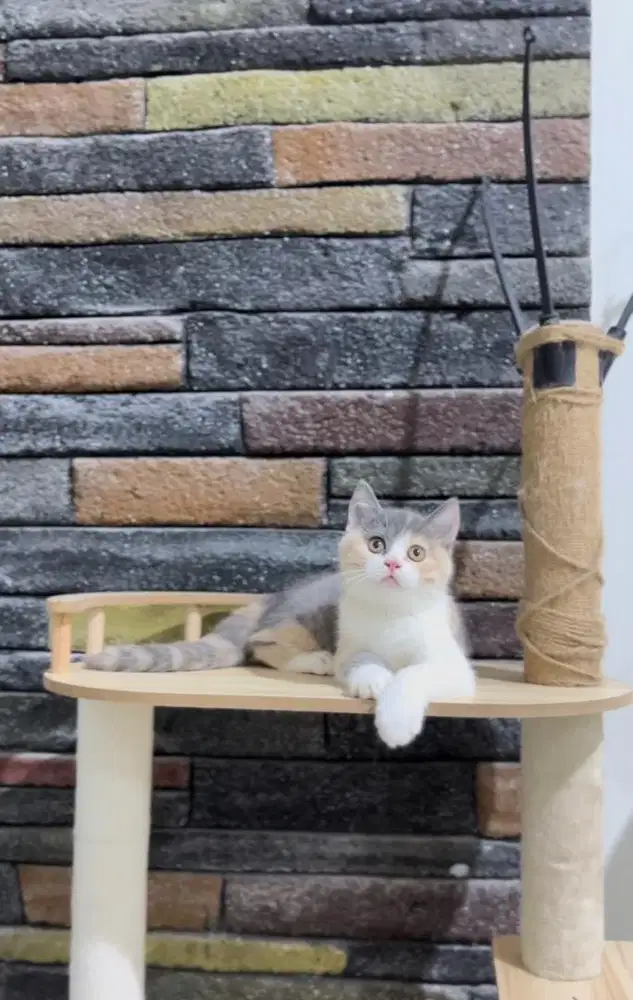 British Shorthair Calico Dilute