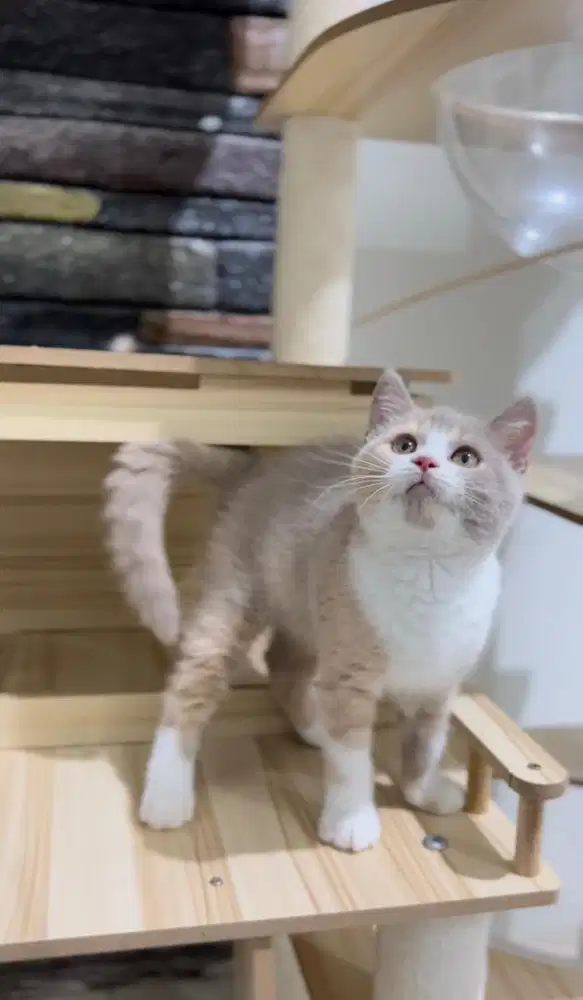 British Shorthair Calico Lilac