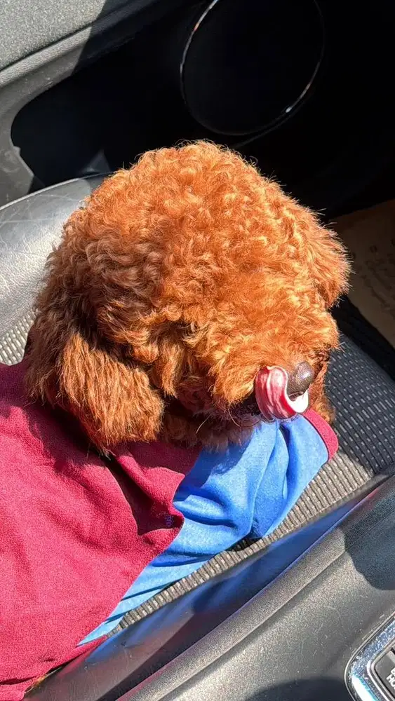 Toy Poodle - Surat Lengkap