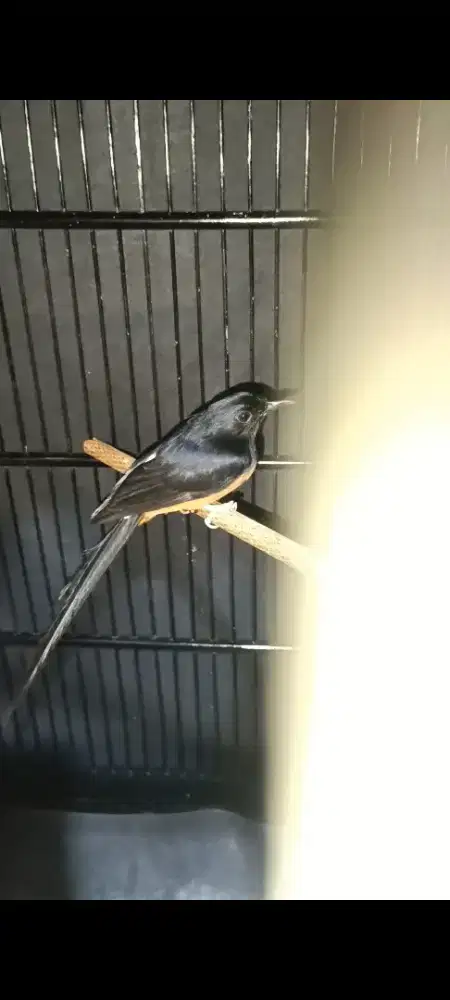 Burung murai batu sehat