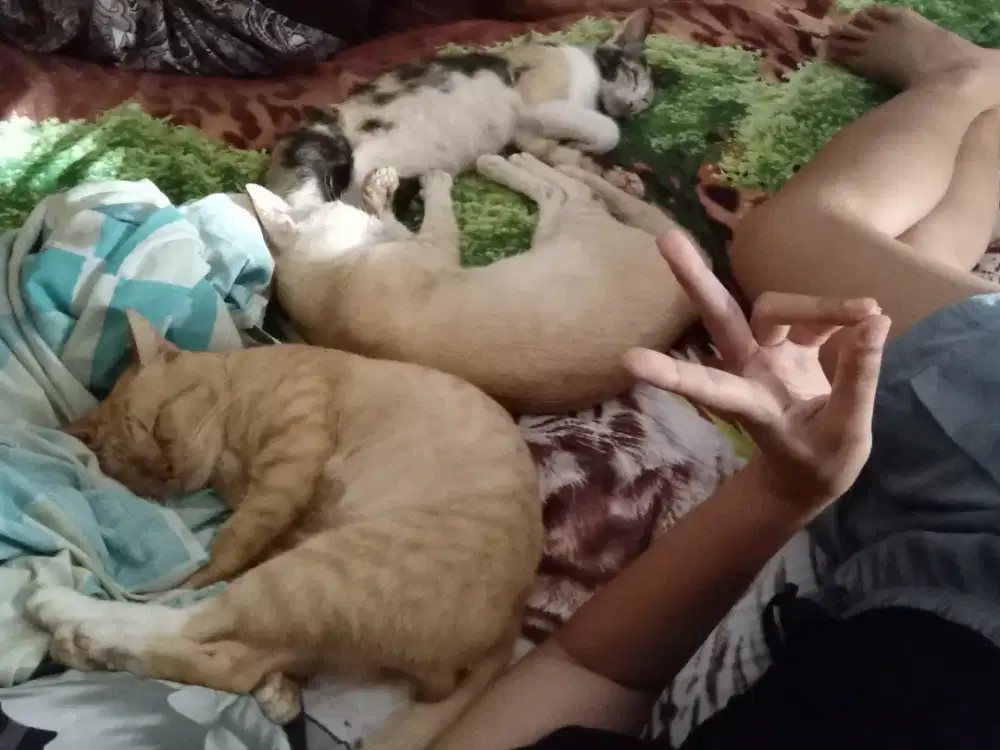 Daily Helper / Cat Sitter