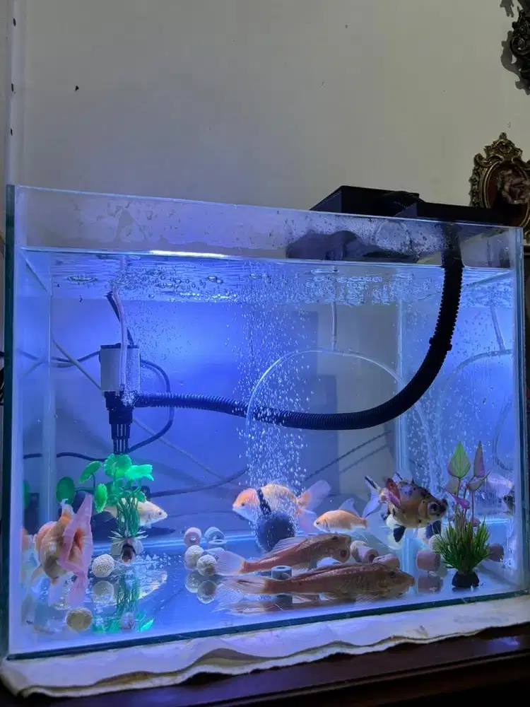 PAKET LENGKAP Aquarium beserta Ikan-ikan Besar