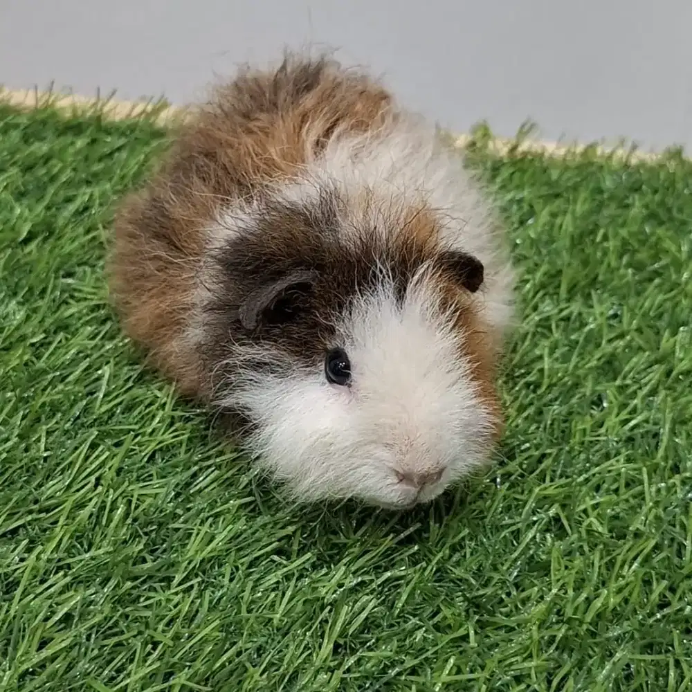 Marmut hias texel trico